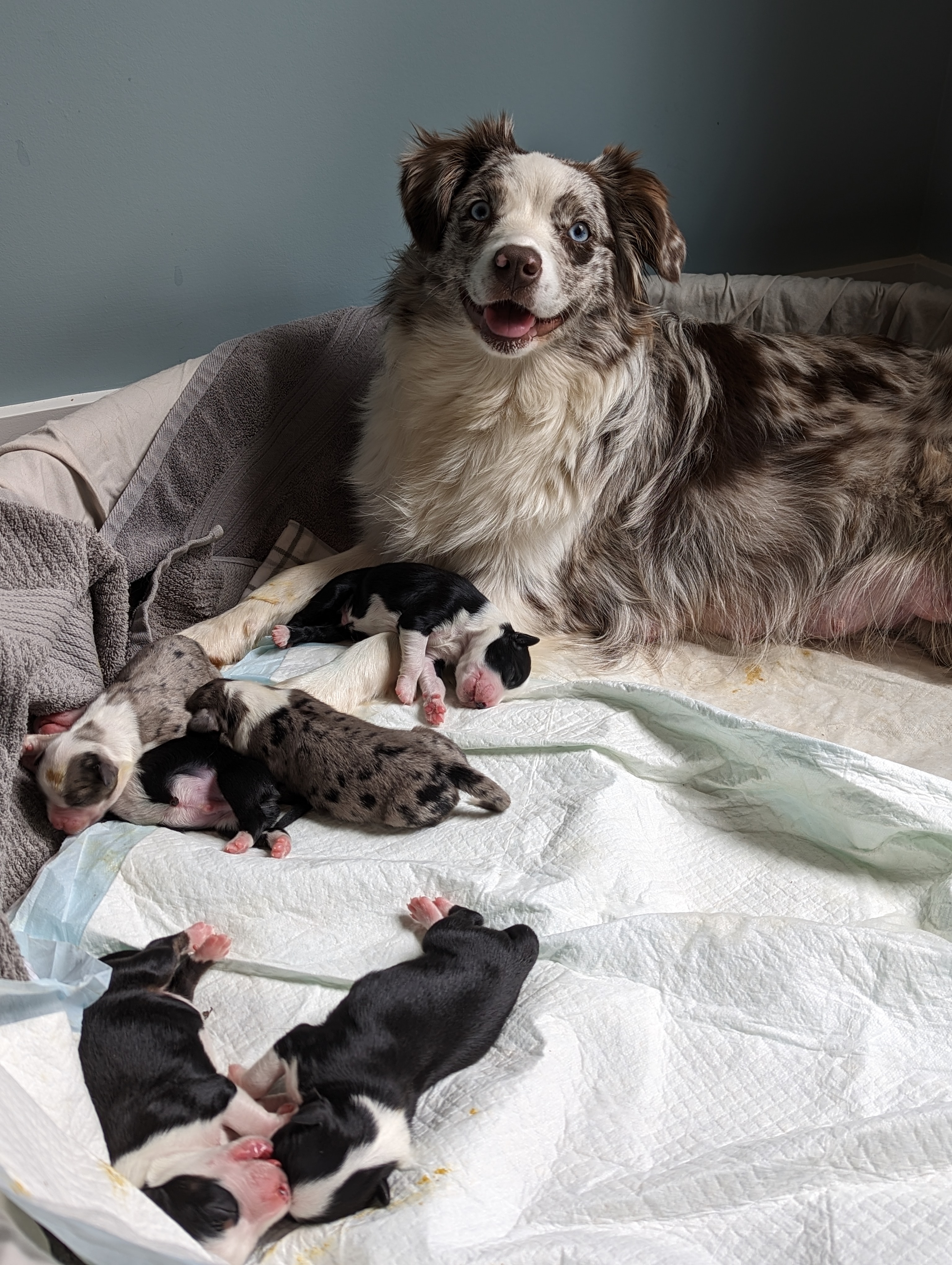 Max/Molly litter spring 2023